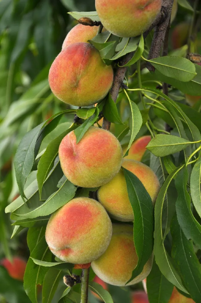 Loring Peach Tree (USDA Organic)