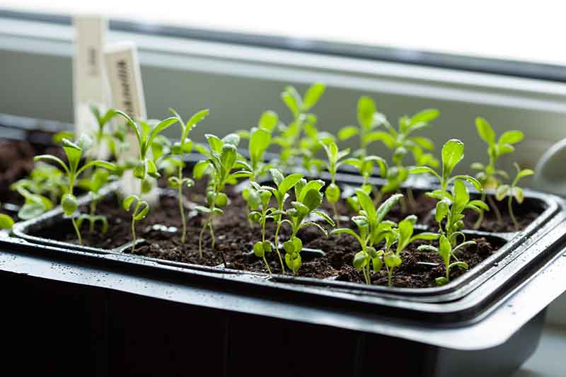 Heat mats are mainly used to help encourage seeds and seedlings’ rapid growth